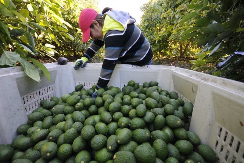 Perú florece en Europa: agroexportaciones crecieron 28,2 % durante los primeros ocho meses del año con las paltas y el café como estrellas