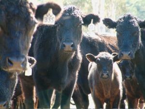 Aumento de recepción de leche cruda no es casualidad y responde a un esfuerzo de los productores